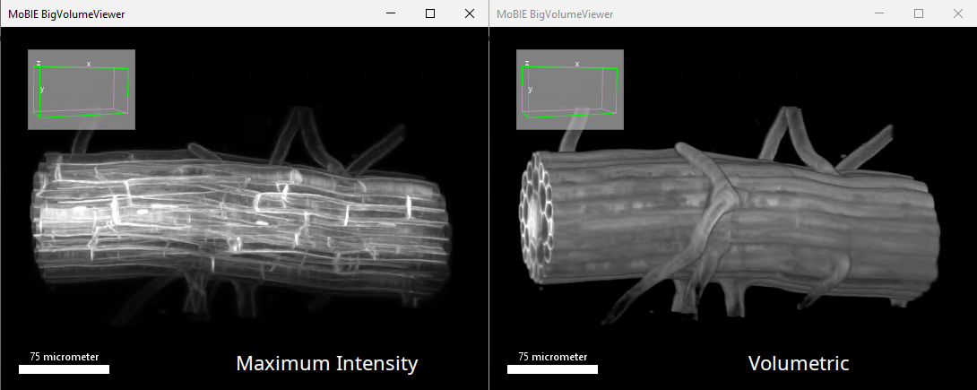 comparison of rendering modes, left=max, right=volumetric